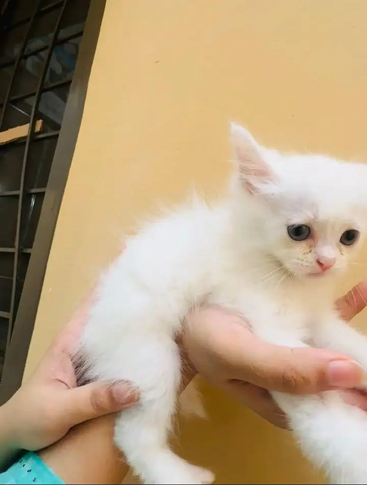 Persian kittens — photo 11