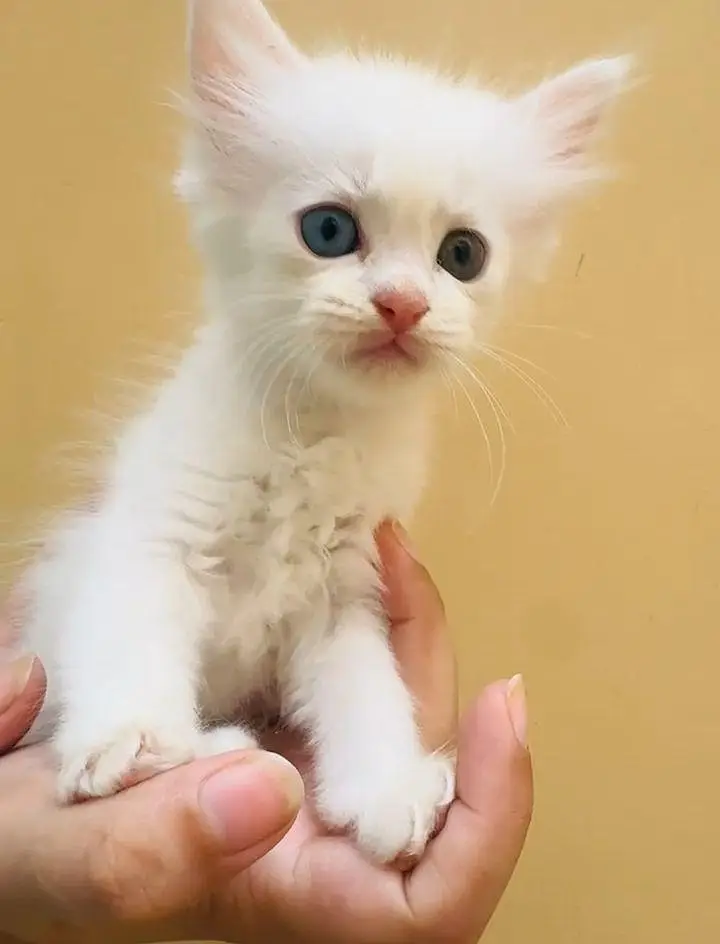 Persian kittens — photo 12