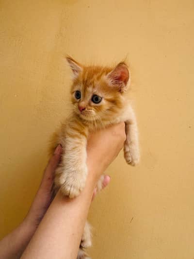 Persian kittens