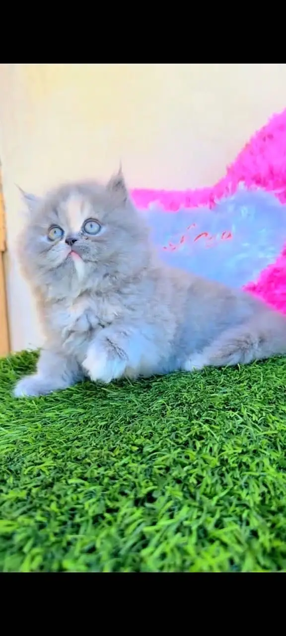 Quality Persian Punchface cat & kitten. moreWhatsApp 03704601257 — photo 2