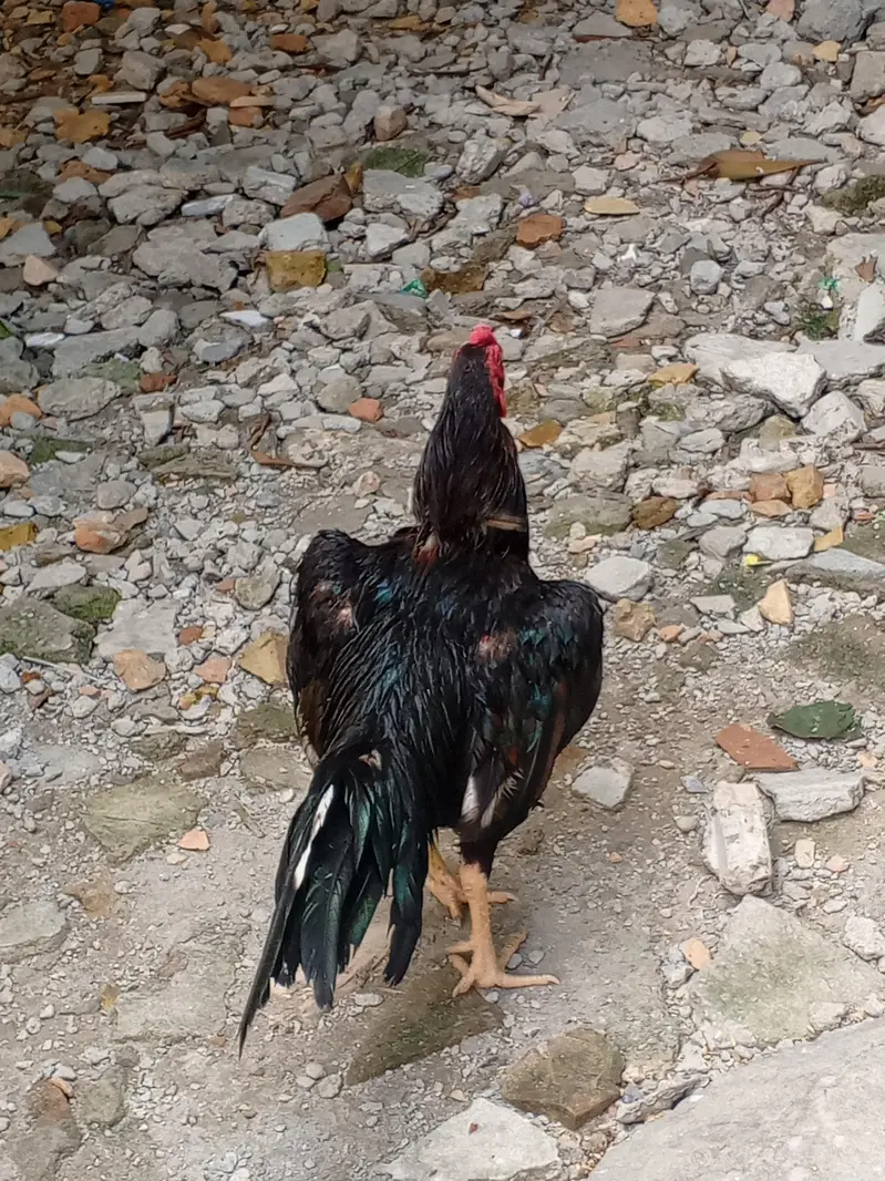 Aseel murga Mushka lasani for sale — photo 2