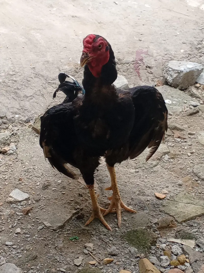Aseel murga Mushka lasani for sale — photo 3