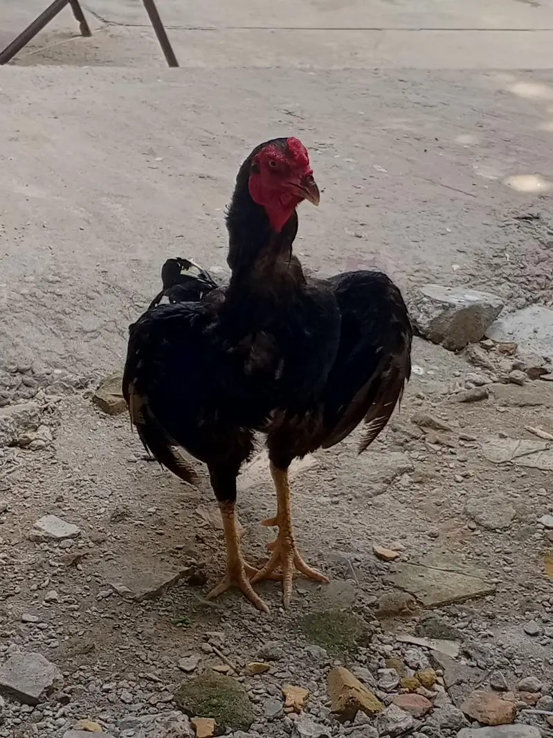 Aseel murga Mushka lasani for sale — photo 4