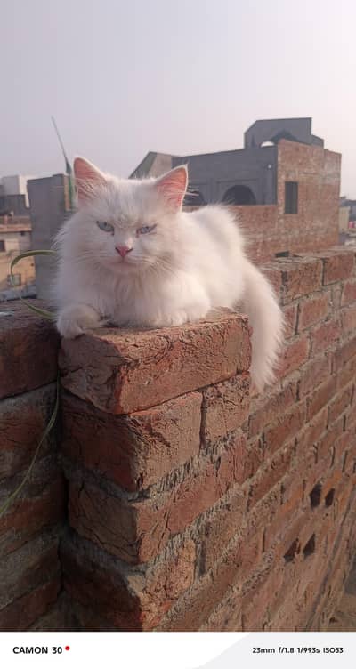 persian cat for sale.