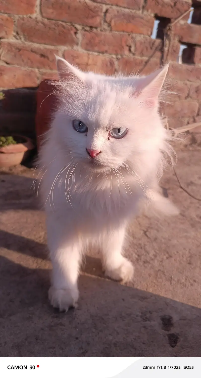 persian cat for sale. — photo 2