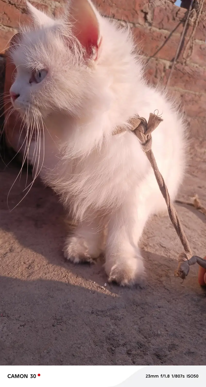 persian cat for sale. — photo 3