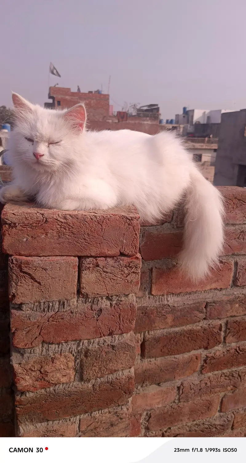 persian cat for sale. — photo 4
