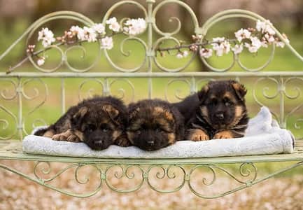 German shepherds