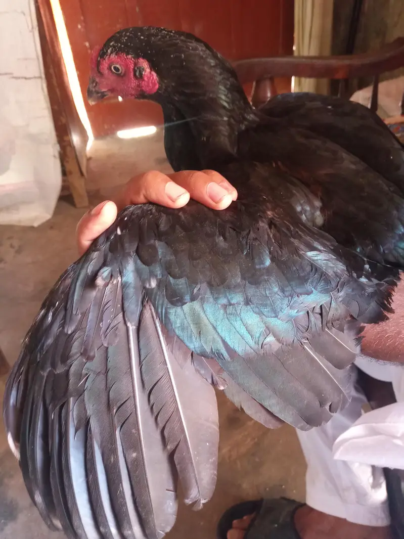 aseel hens — photo 2