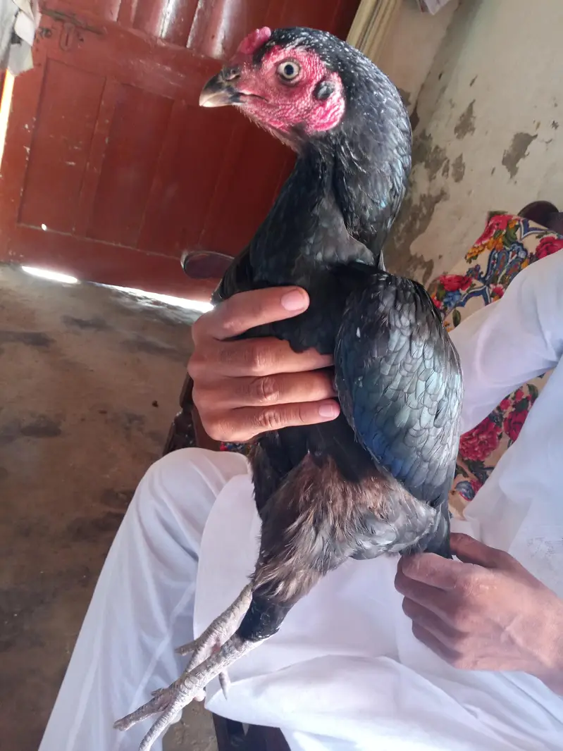 aseel hens — photo 3