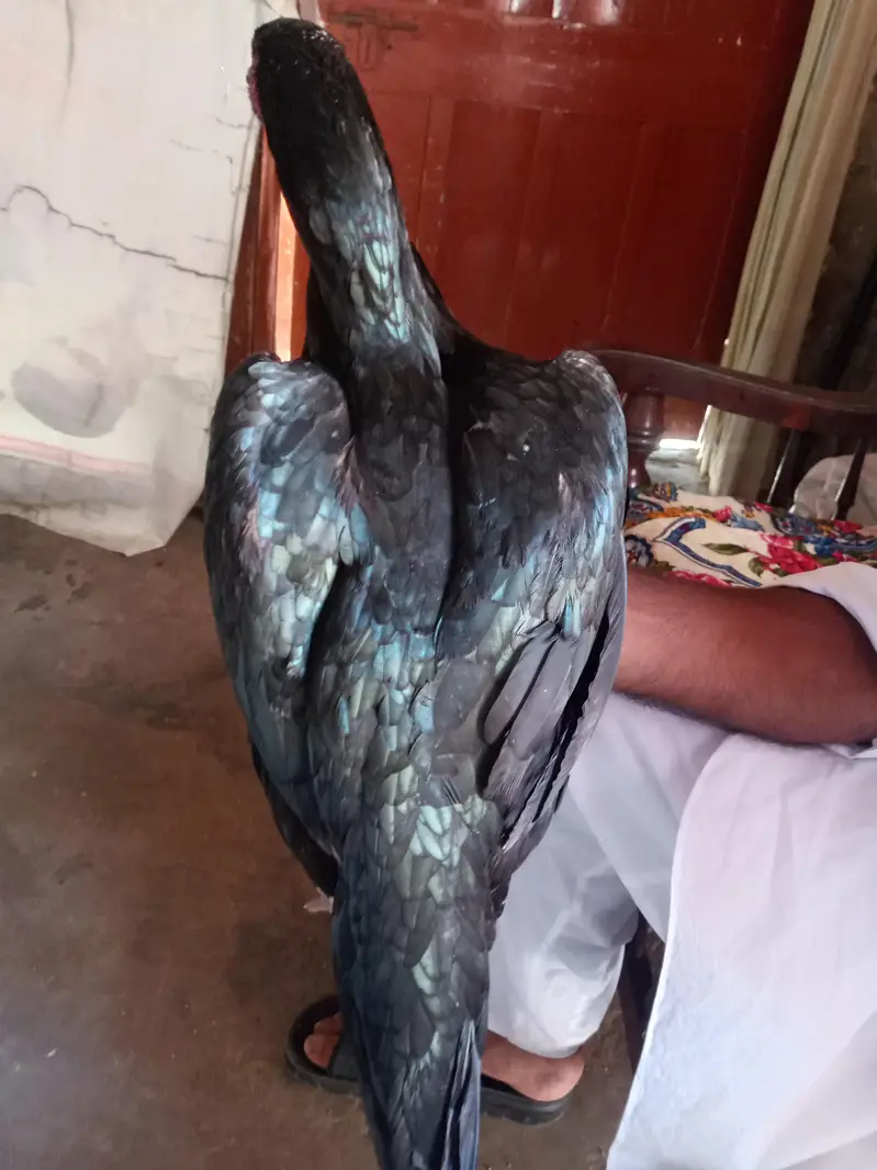 aseel hens — photo 4
