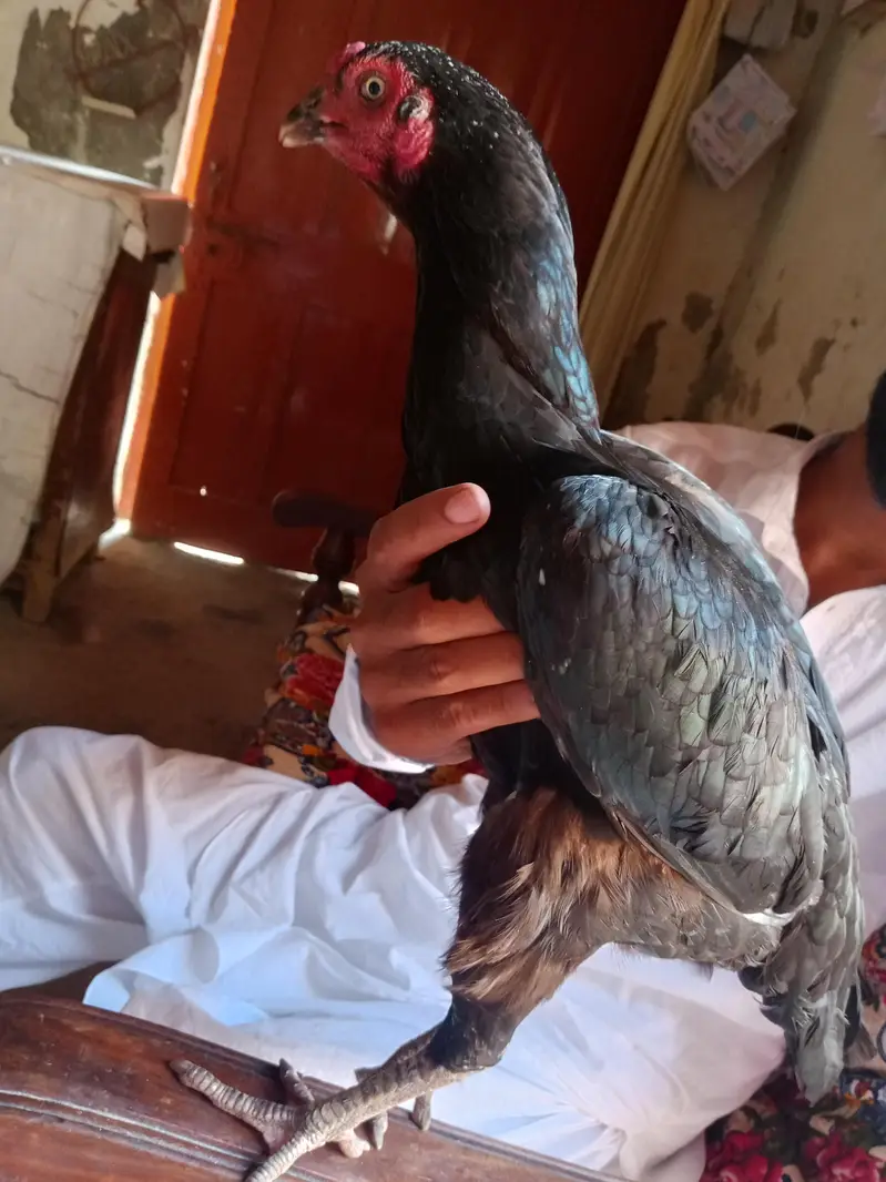 aseel hens — photo 5