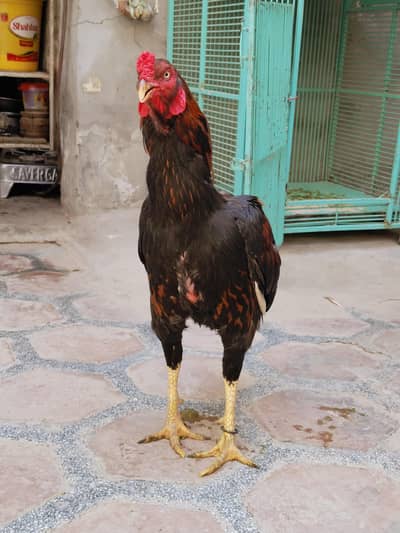 Aseel Sindhi breeder