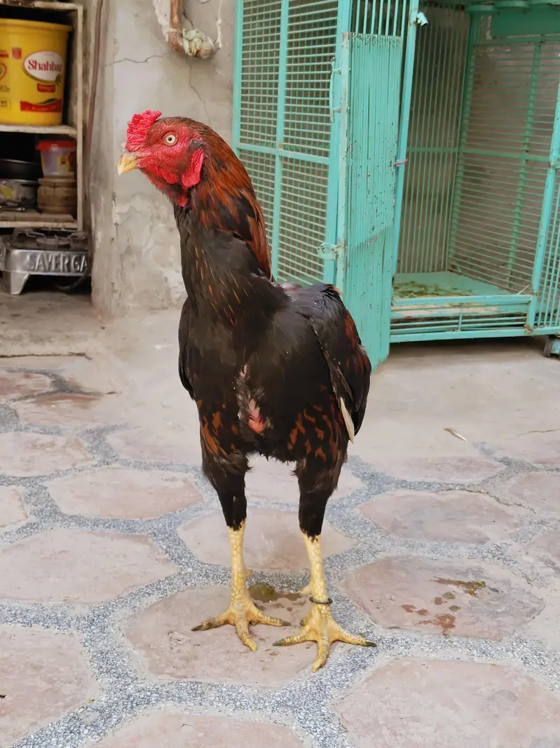 Aseel Sindhi breeder — photo 2