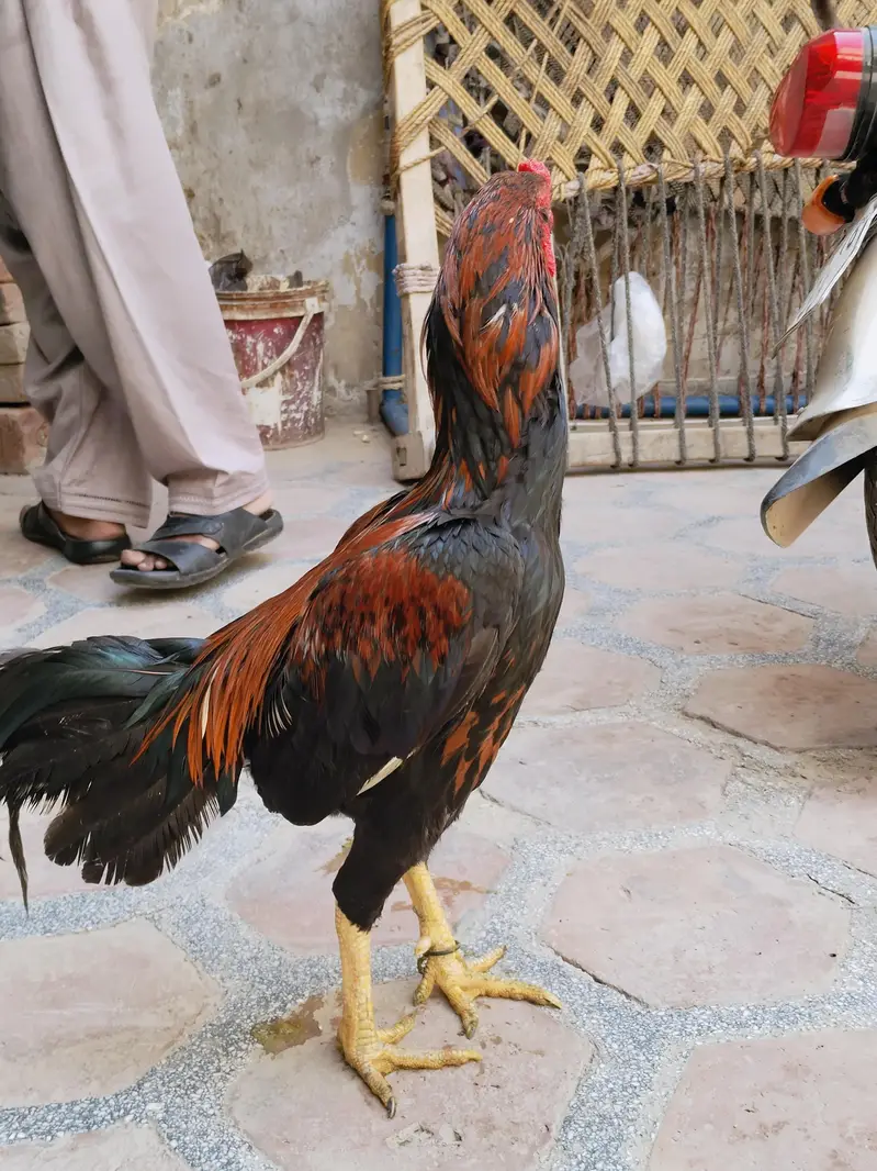 Aseel Sindhi breeder — photo 3