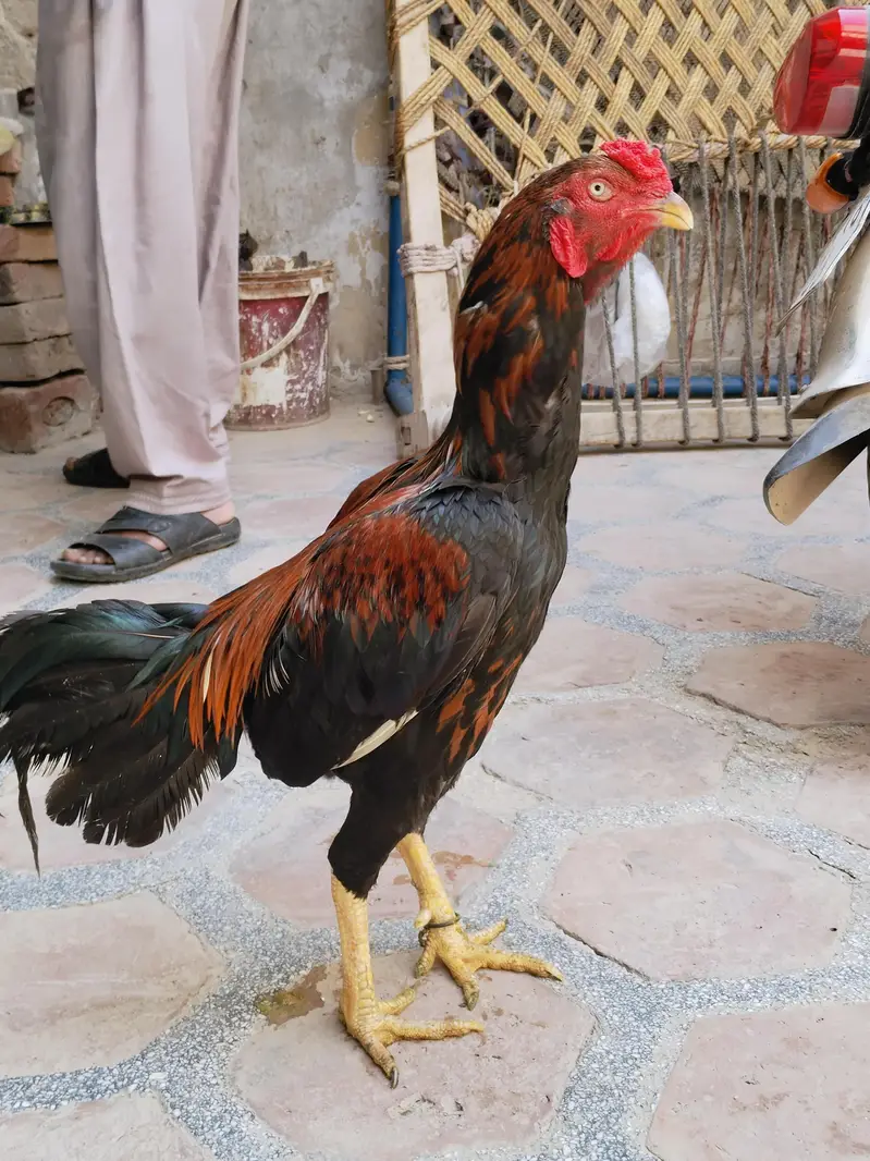 Aseel Sindhi breeder — photo 4