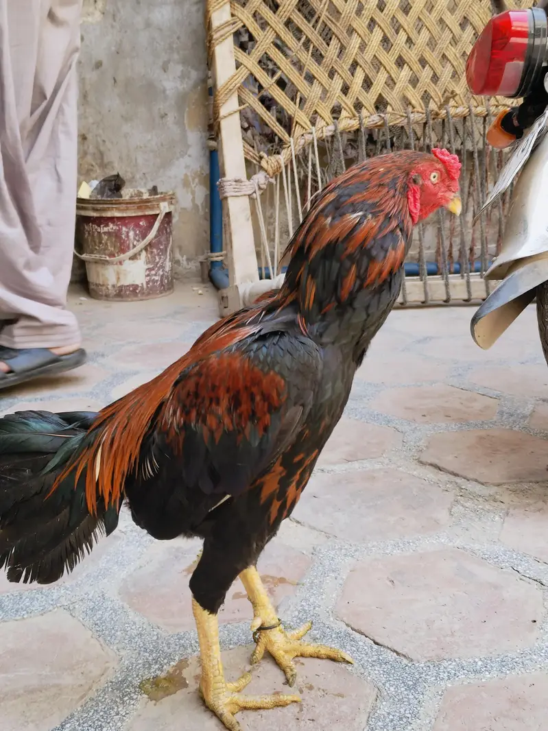 Aseel Sindhi breeder — photo 5