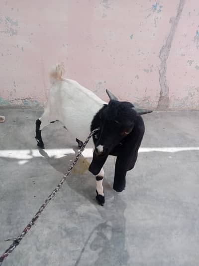 Bakra