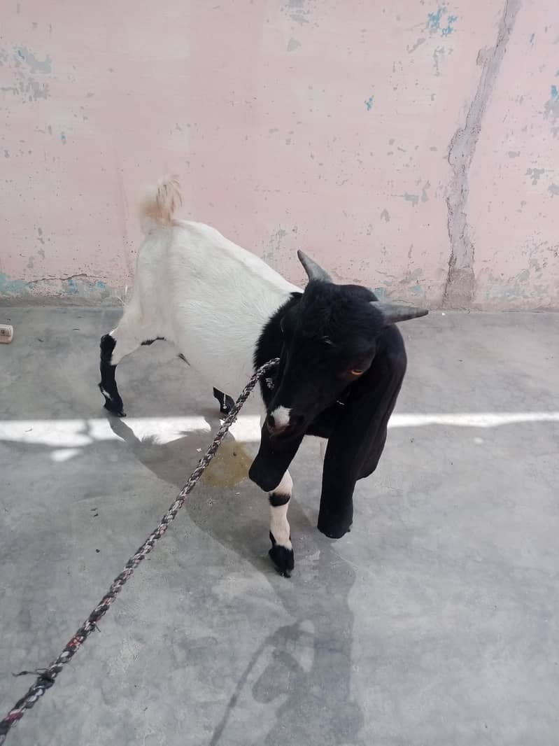 Bakra 0