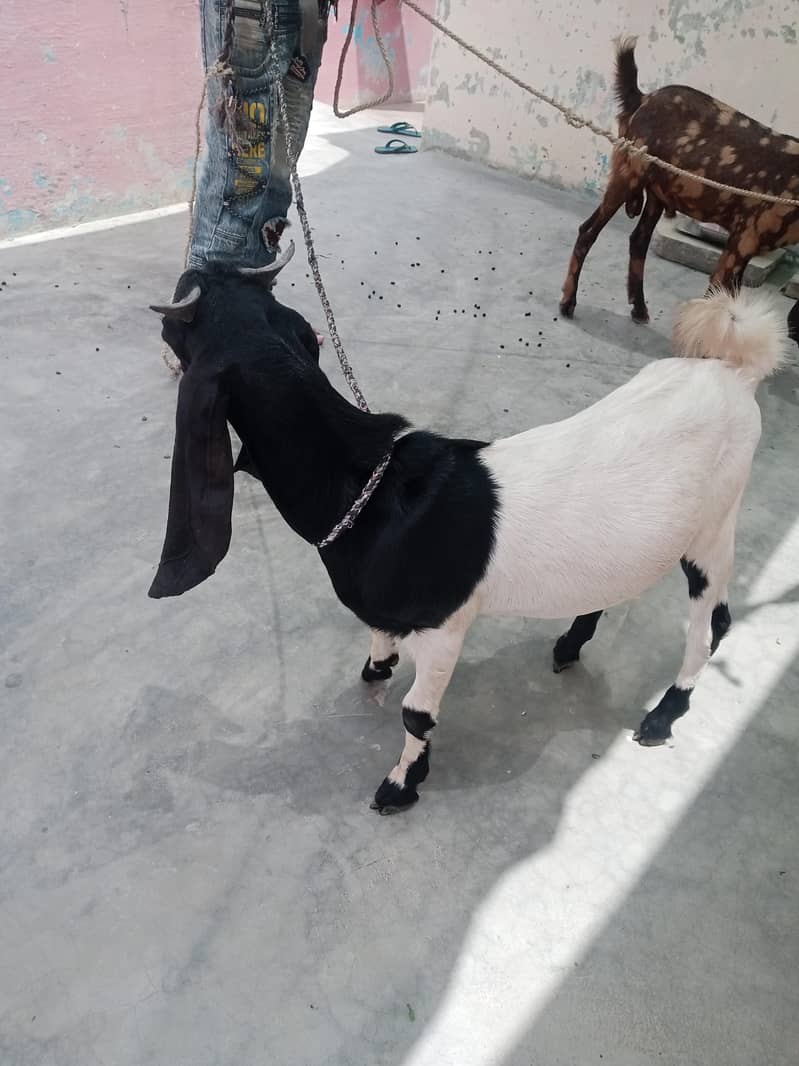 Bakra 2