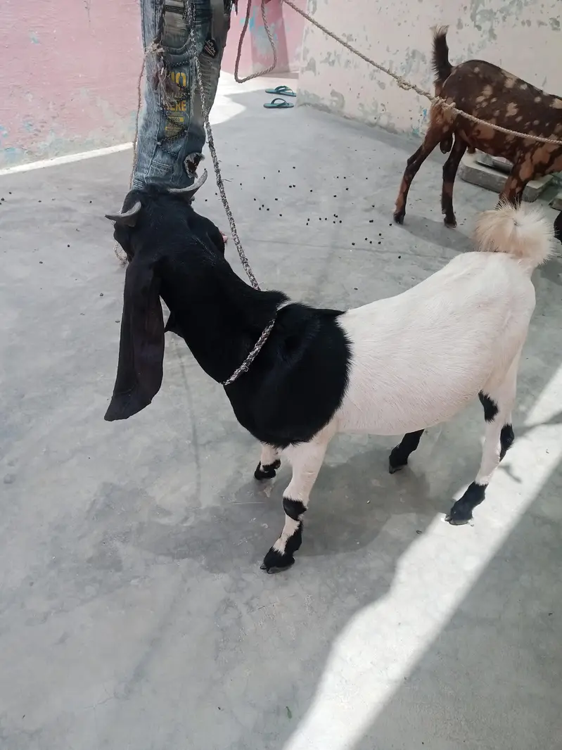 Bakra — photo 3