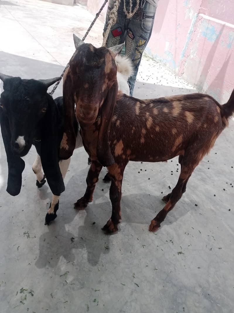 Bakra 4