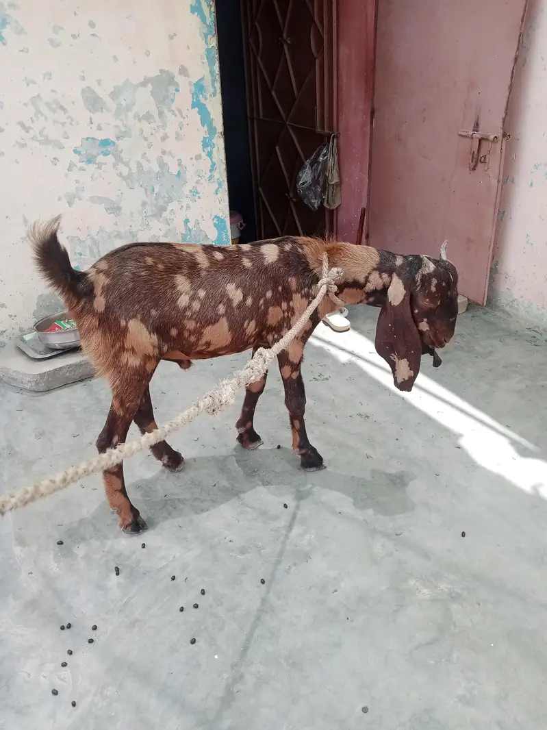 Bakra — photo 6