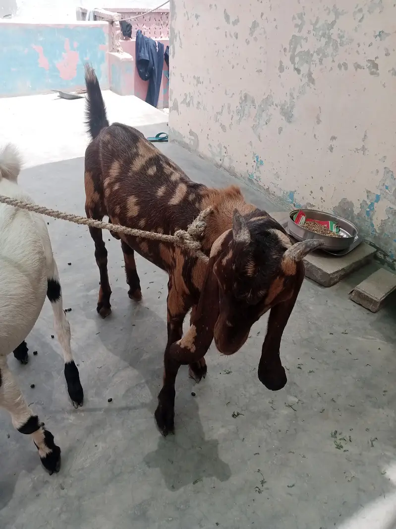 Bakra — photo 7