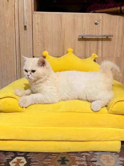 Persian cat for sale
