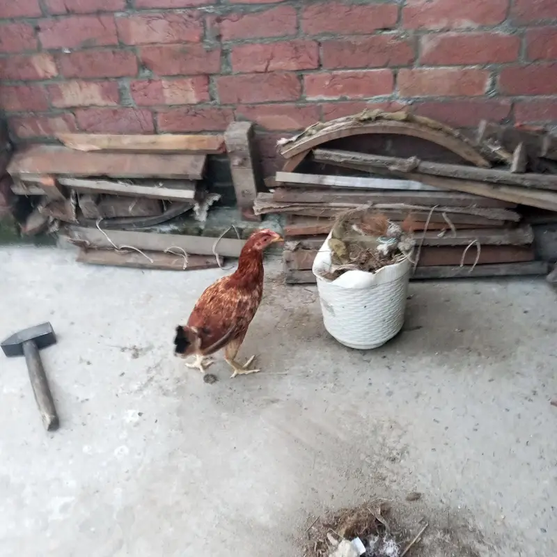 DESI MURGI — photo 3