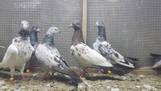 Sialkoti Jalandari lakhy Zeery pigeons for sale.