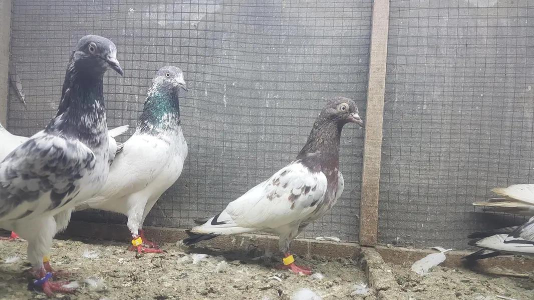 Sialkoti Jalandari lakhy Zeery pigeons for sale. — photo 2