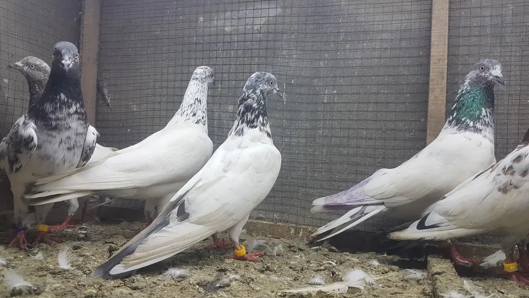 Sialkoti Jalandari lakhy Zeery pigeons for sale. — photo 3