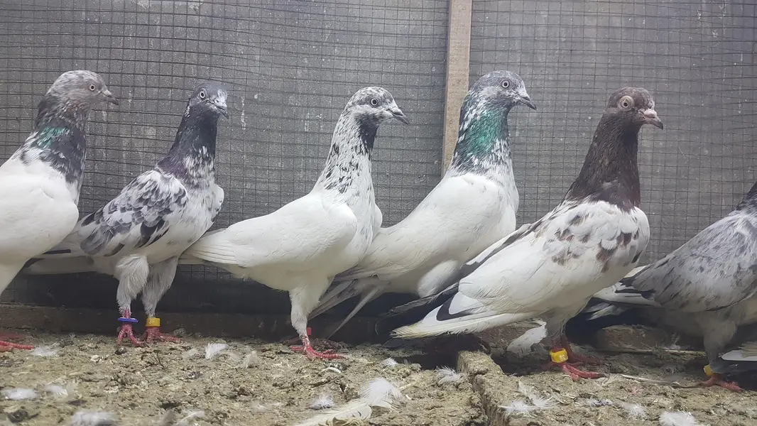 Sialkoti Jalandari lakhy Zeery pigeons for sale. — photo 4