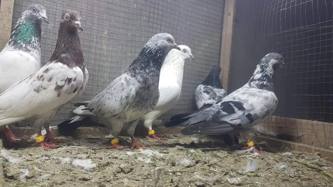 Sialkoti Jalandari lakhy Zeery pigeons for sale. — photo 5