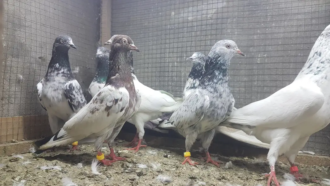 Sialkoti Jalandari lakhy Zeery pigeons for sale. — photo 6