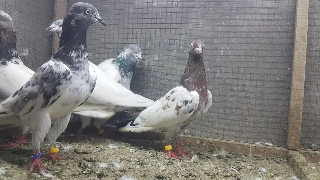 Sialkoti Jalandari lakhy Zeery pigeons for sale. — photo 7
