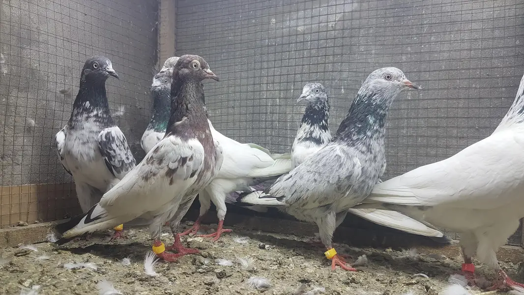 Sialkoti Jalandari lakhy Zeery pigeons for sale. — photo 8
