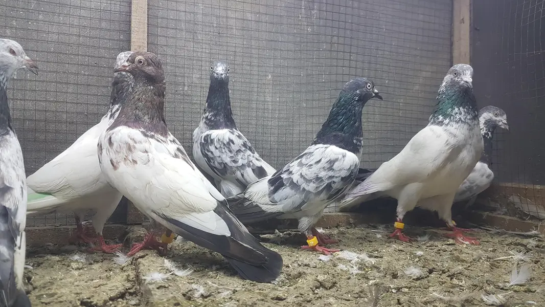 Sialkoti Jalandari lakhy Zeery pigeons for sale. — photo 9