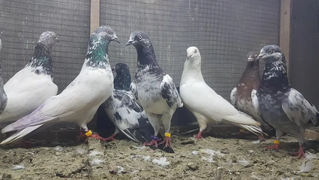 Sialkoti Jalandari lakhy Zeery pigeons for sale. — photo 10