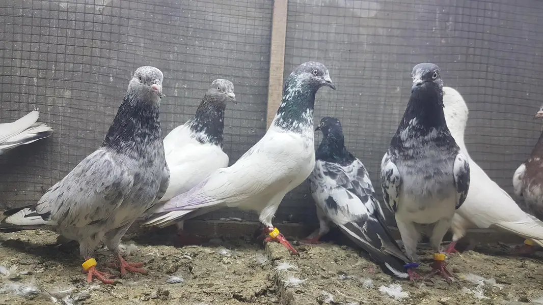 Sialkoti Jalandari lakhy Zeery pigeons for sale. — photo 11