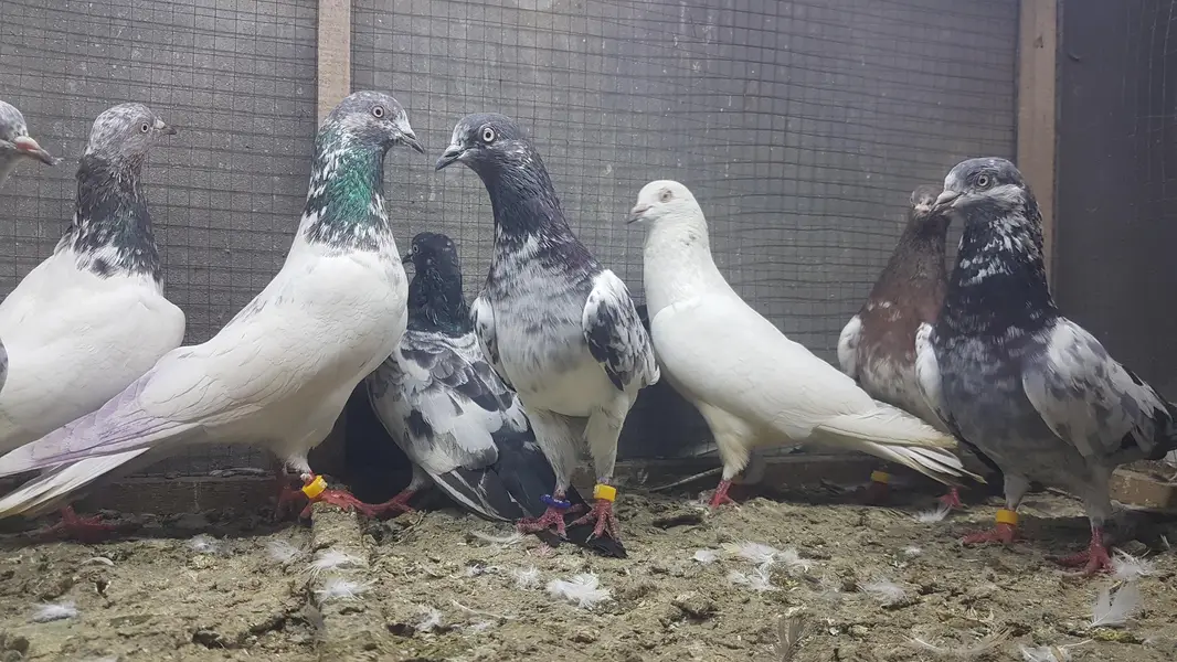Sialkoti Jalandari lakhy Zeery pigeons for sale. — photo 12