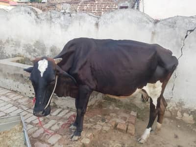 Cow + child female