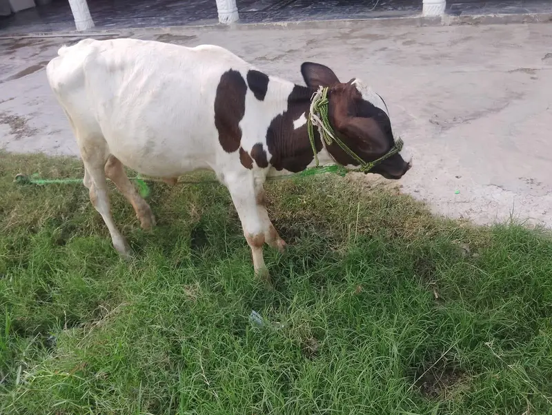 Cow + child female — photo 2
