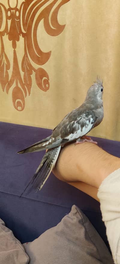 Fully Handtame Lovebird & Cockatiel