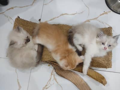 3 beautiful and playful kittens