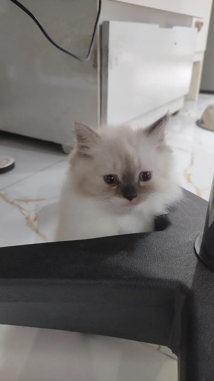 3 beautiful and playful kittens — photo 2