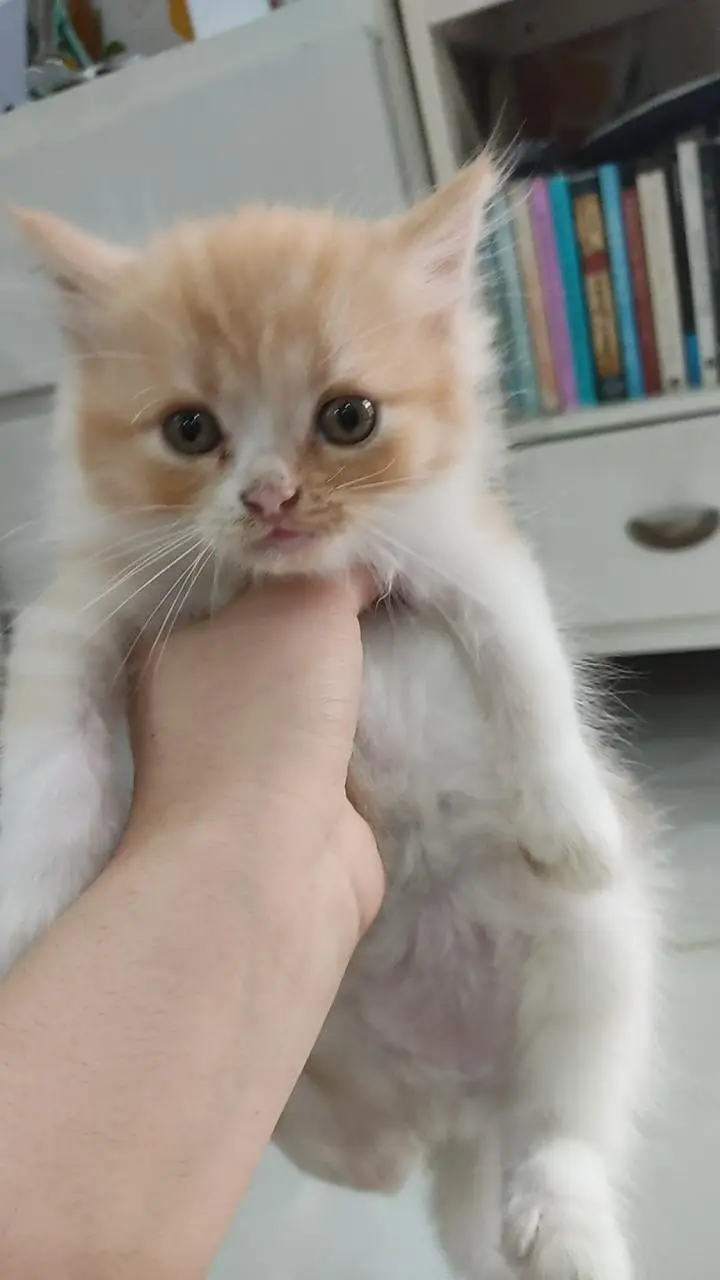 3 beautiful and playful kittens — photo 3