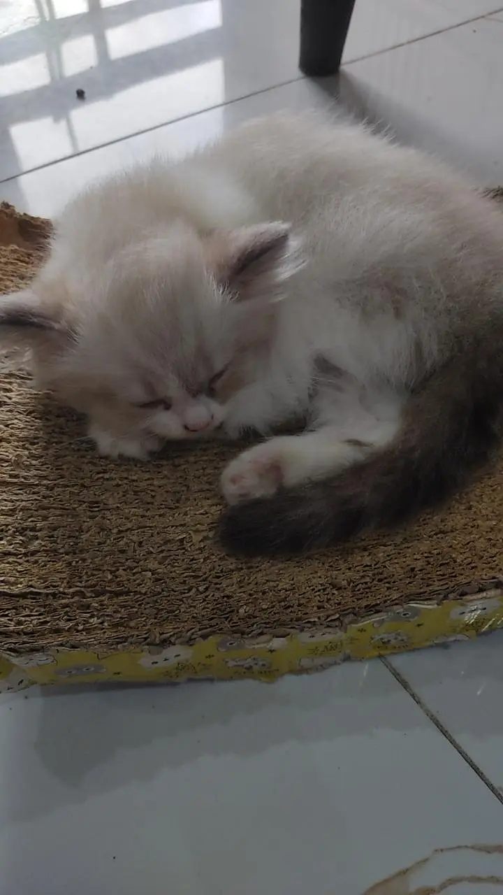 3 beautiful and playful kittens — photo 4