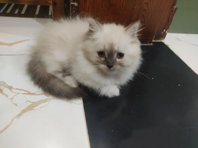 3 beautiful and playful kittens — photo 5